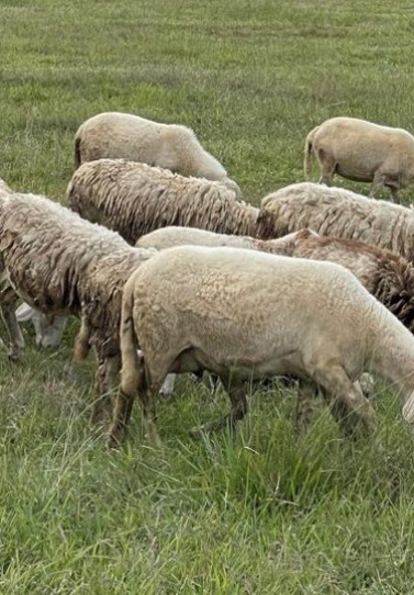 Θ. Καββαδάς: Αποζημιώσεις 7,73 εκατ. ευρώ για 46.124 θανατωμένα ζώα στη Λέσβο