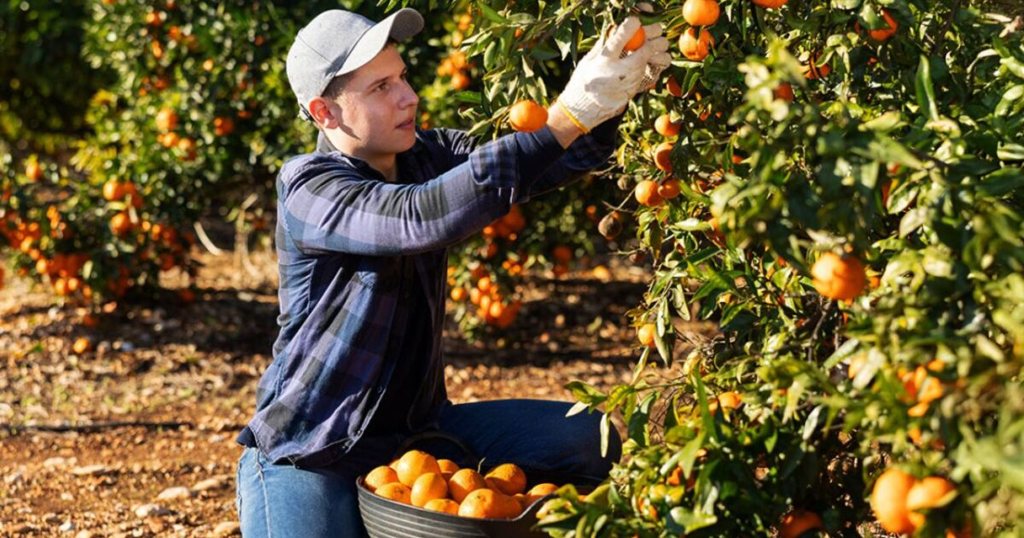 Ηλεία: 3.500 παραγωγοί εσπεριδοειδών ζητούν «ασπίδα» απέναντι σε εισαγωγές και ελληνοποιήσεις