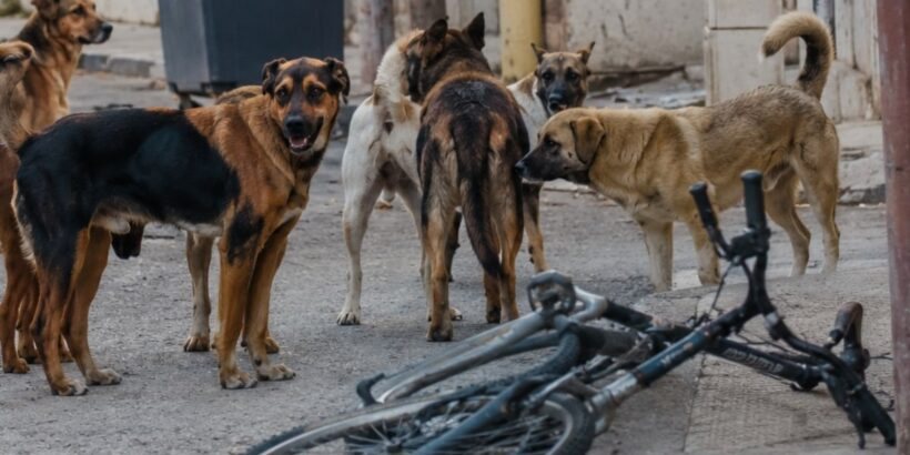 Πάτρα: Αδέσποτο δάγκωσε ποδηλάτη