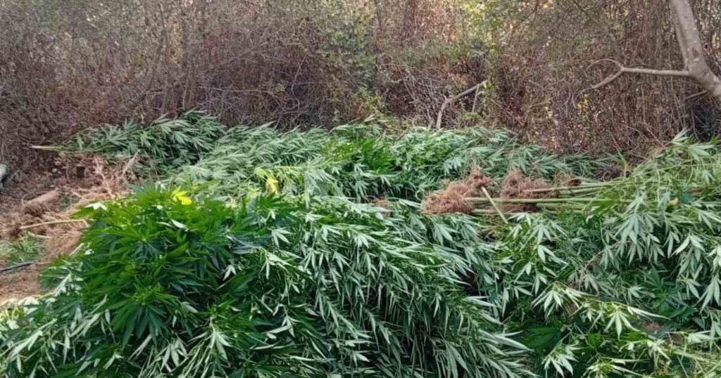Βάρδα: Η παρακολούθηση και η ενέδρα μέσα στη φυτεία - Από τις αρχές Αυγούστου στο «μικροσκόπιο» των αρχών ο 36χρονος και ο 38χρονος