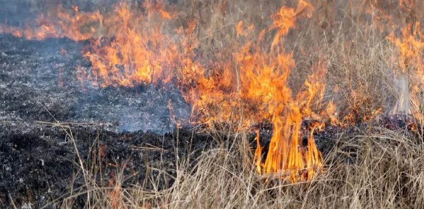 Παλαιομονάστηρο: Πρόστιμο 2.062 ευρώ σε 87χρονο που έκαιγε φύλλα – Τον συνέλαβαν για πρόκληση πυρκαγιάς