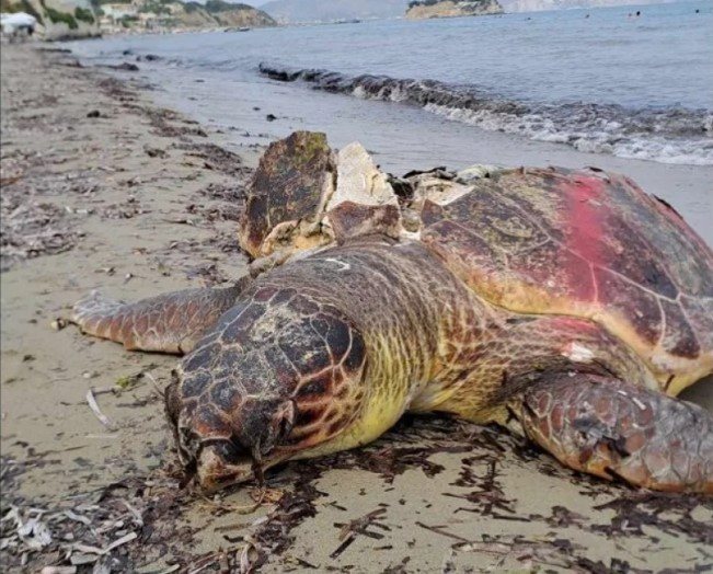 28 νεκρές θαλάσσιες χελώνες μέσα σε εννιά μήνες στην Κέρκυρα