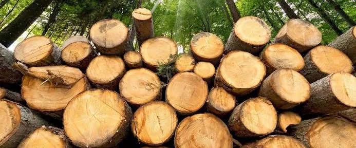 Δάσος Στροφυλιάς: Πότε ξεκινά η διάθεση ξυλείας – Ποιοι είναι οι δικαιούχοι και τι δικαιολογητικά χρειάζονται