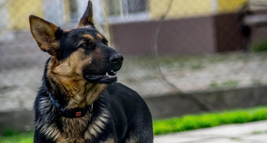 7 αναπάντεχα πράγματα που μπορεί να τρομάζουν τον σκύλο σας
