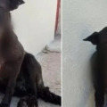 Τι αποκαλύπτει η κτηνιατρική γνωμάτευση για τον νεκρό σκύλο στην Αρετή – Τα κατάγματα, τα σκάγια και η αιτία θανάτου