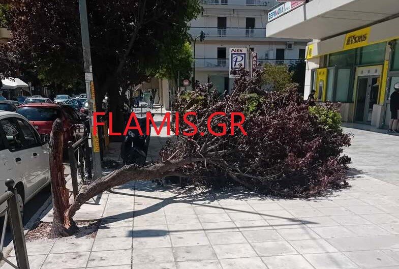 Περιπτώσεις κοπής δέντρων αντιμετώπισε στη διάρκεια της νύχτας η Πυροσβεστική σε Αχαΐα και Ηλεία