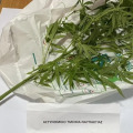 Συνελήφθη άνδρας για καλλιέργεια ναρκωτικών στη Ναύπακτο, τι εντόπισε ο αστυνομικός σκύλος «Sporty» στο σπίτι του